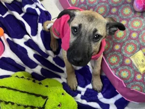 Cachorro raça SRD-ViraLata idade 2 a 6 meses nome Gabriela