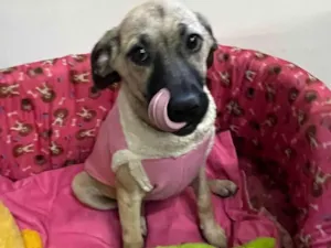 Cachorro raça SRD-ViraLata idade 2 a 6 meses nome Georgia 