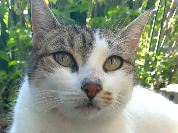 Gato ra a SRD-ViraLata idade 2 anos nome Iris