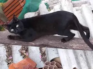 Gato raça SRD-ViraLata idade 4 anos nome ÁGATA