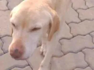 Cachorro raça Labrador idade 5 anos nome MAIA