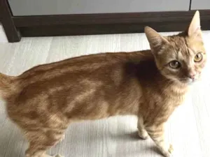 Gato raça Srd idade 7 a 11 meses nome Mia