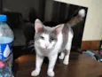 Gatinho