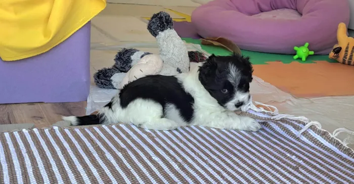 Cachorro ra a SRD-ViraLata idade Abaixo de 2 meses nome Zeca