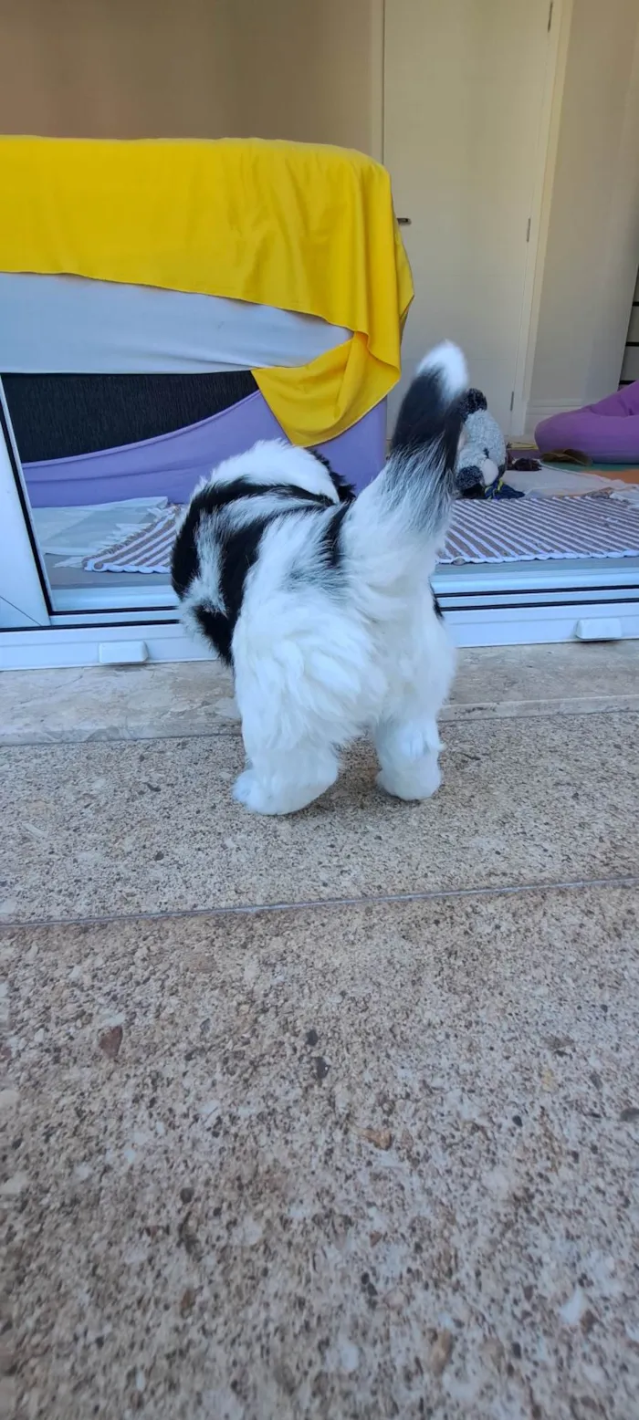 Cachorro ra a SRD-ViraLata idade Abaixo de 2 meses nome Zeca
