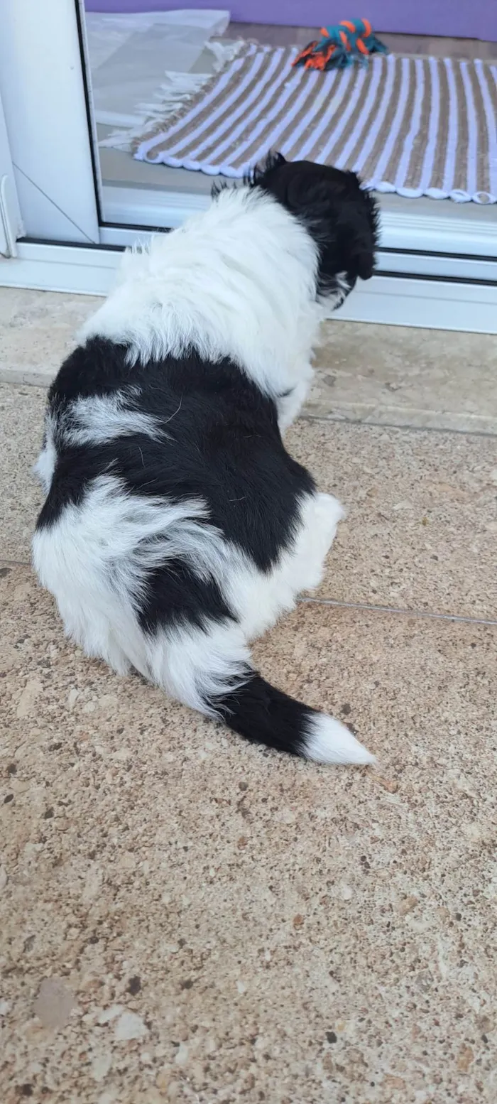 Cachorro ra a SRD-ViraLata idade Abaixo de 2 meses nome Zeca