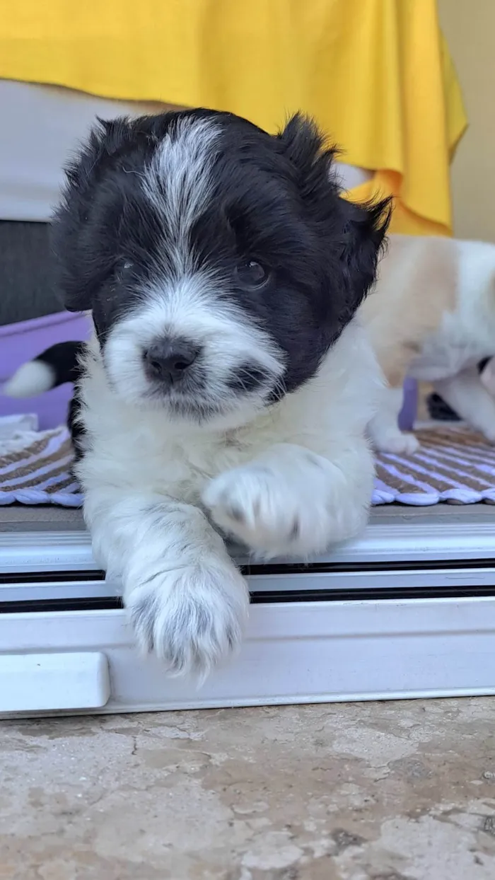 Cachorro ra a SRD-ViraLata idade Abaixo de 2 meses nome Zeca