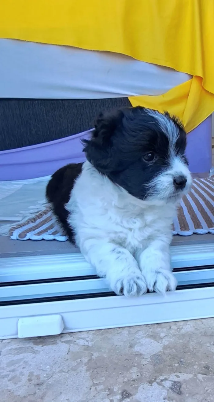 Cachorro ra a SRD-ViraLata idade Abaixo de 2 meses nome Zeca