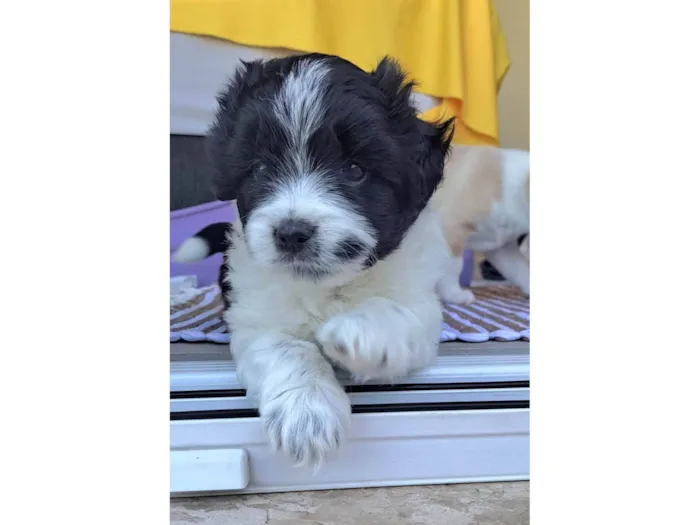 Cachorro ra a SRD-ViraLata idade Abaixo de 2 meses nome Zeca