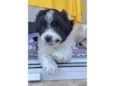 Zeca