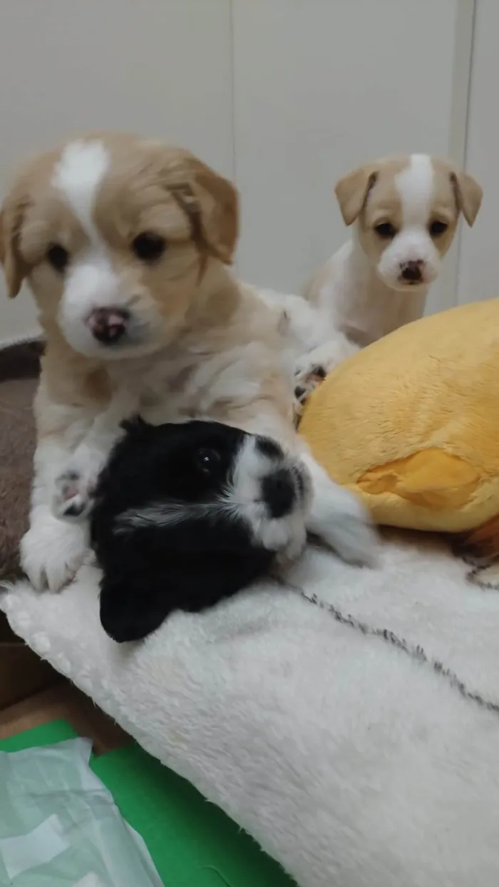 Cachorro ra a SRD-ViraLata idade Abaixo de 2 meses nome Chico