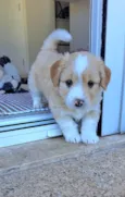 Chico