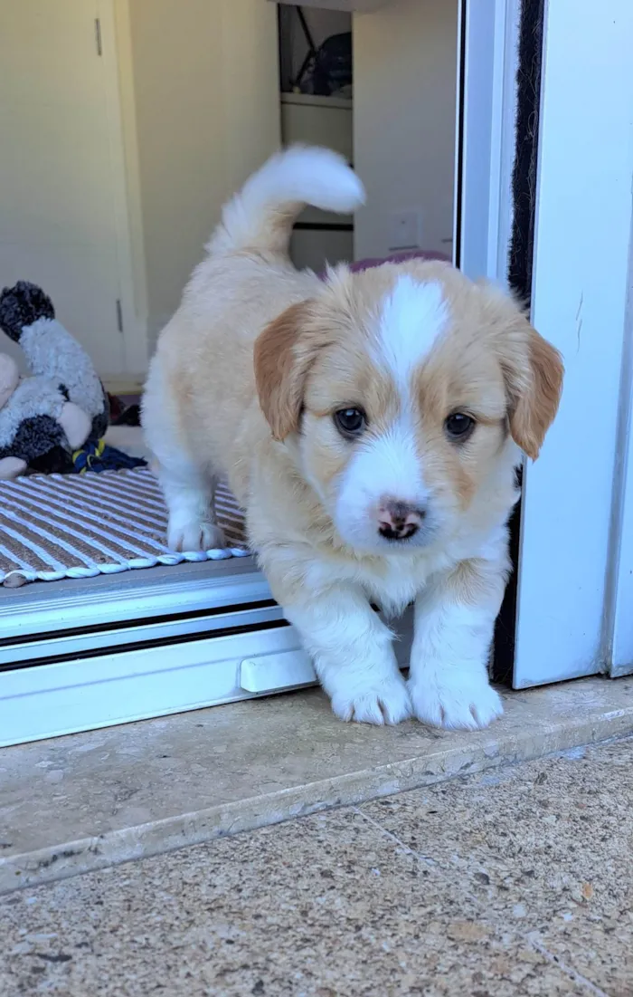 Cachorro ra a SRD-ViraLata idade Abaixo de 2 meses nome Chico
