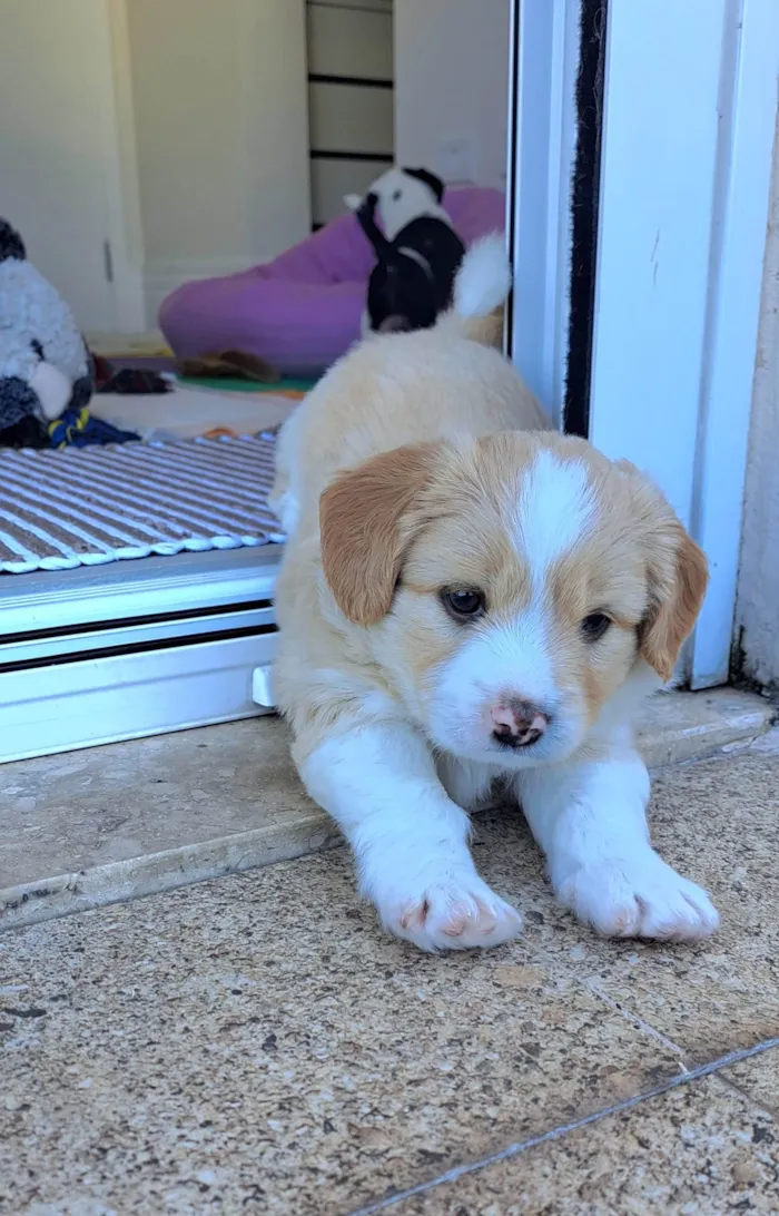 Cachorro ra a SRD-ViraLata idade Abaixo de 2 meses nome Chico