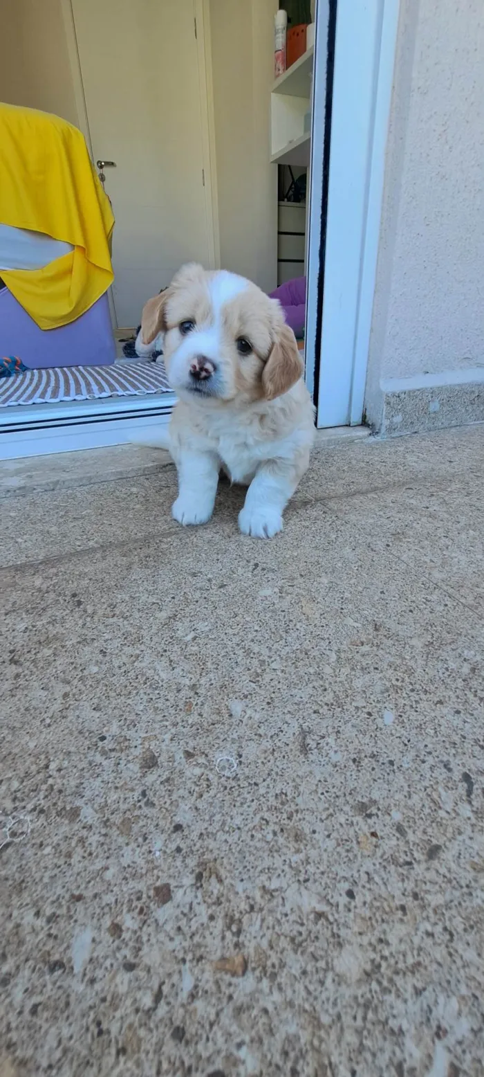 Cachorro ra a SRD-ViraLata idade Abaixo de 2 meses nome Chico