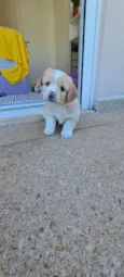Chico