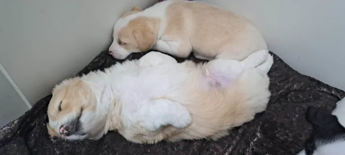 Cachorro ra a SRD-ViraLata idade Abaixo de 2 meses nome Chico