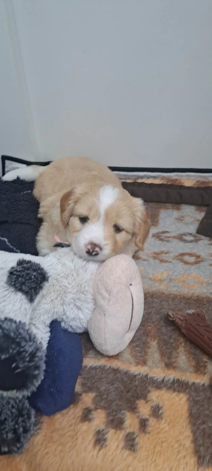 Cachorro ra a SRD-ViraLata idade Abaixo de 2 meses nome Chico