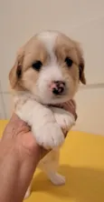 Chico