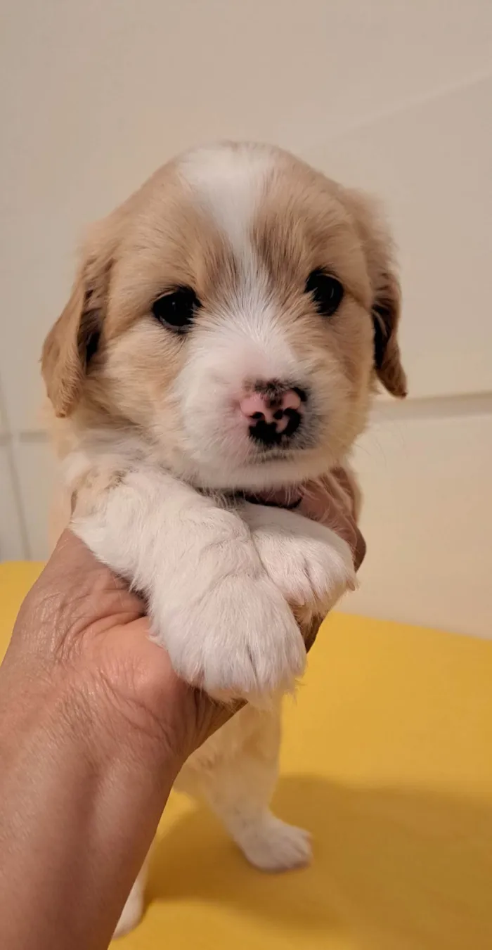 Cachorro ra a SRD-ViraLata idade Abaixo de 2 meses nome Chico