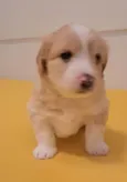 Chico