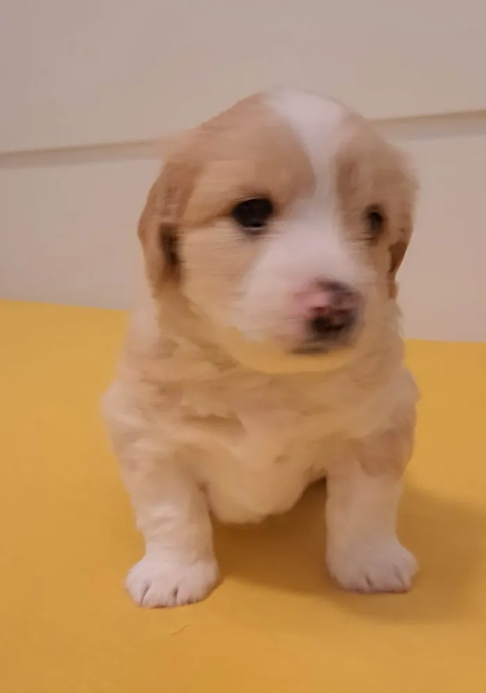 Cachorro ra a SRD-ViraLata idade Abaixo de 2 meses nome Chico