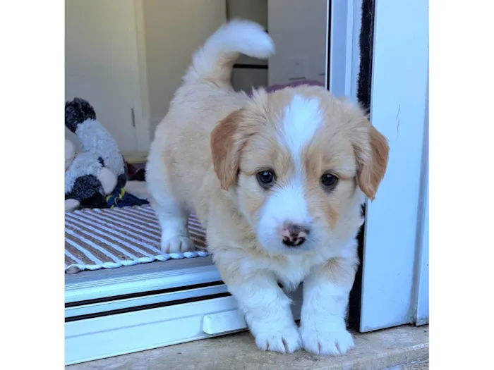 Cachorro ra a SRD-ViraLata idade Abaixo de 2 meses nome Chico