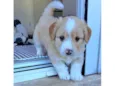 Chico