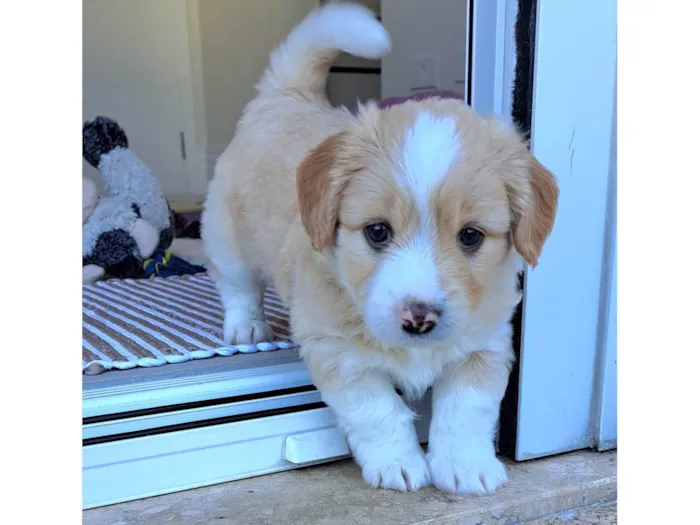 Cachorro ra a SRD-ViraLata idade Abaixo de 2 meses nome Chico