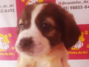 Cachorro raça SRD-ViraLata idade 2 a 6 meses nome PANDINHA FÊMEA