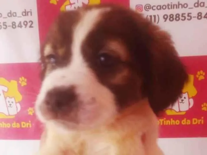 Cachorro ra a SRD-ViraLata idade 2 a 6 meses nome PANDINHA FÊMEA