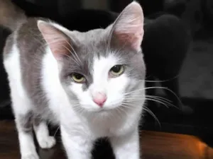 Gato raça Srd idade 7 a 11 meses nome Gatinho