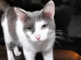 Gatinho