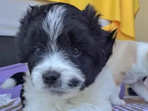 Cachorro raça SRD-ViraLata idade Abaixo de 2 meses nome Zeca