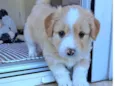 Chico