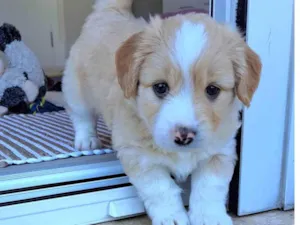 Cachorro raça SRD-ViraLata idade Abaixo de 2 meses nome Chico
