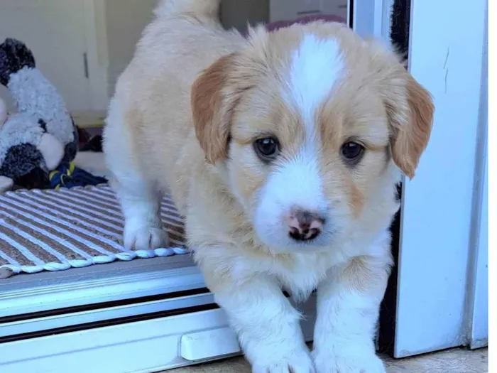 Cachorro ra a SRD-ViraLata idade Abaixo de 2 meses nome Chico
