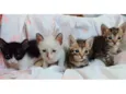 Gatinhos