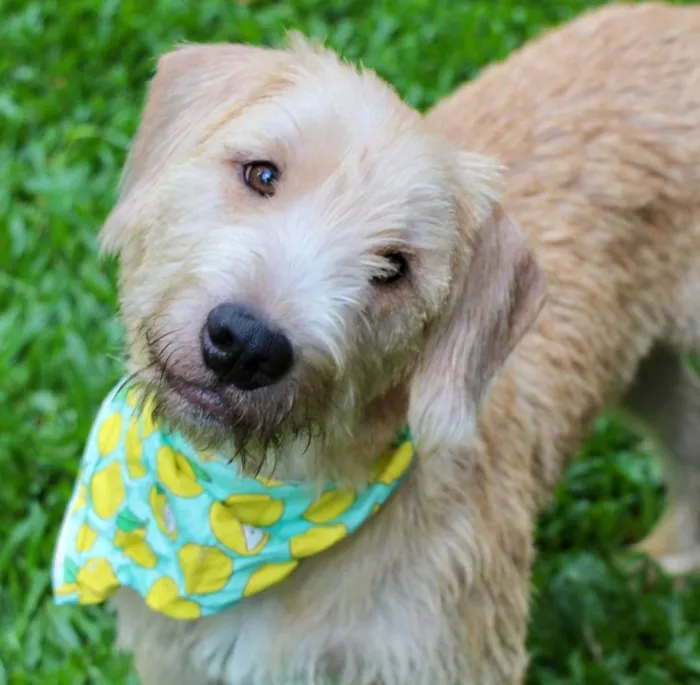 Cachorro ra a  idade 1 ano nome Pipo