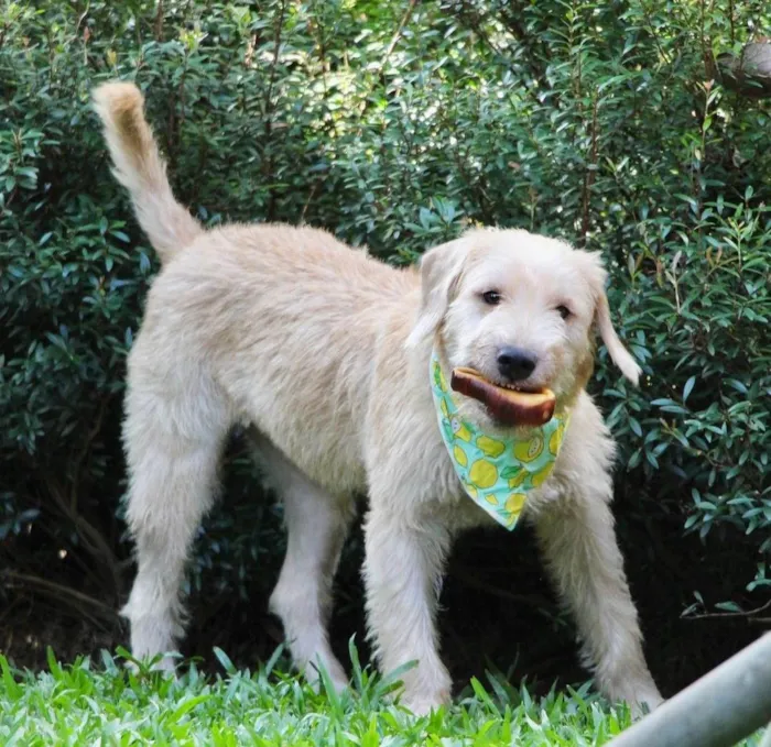 Cachorro ra a  idade 1 ano nome Pipo