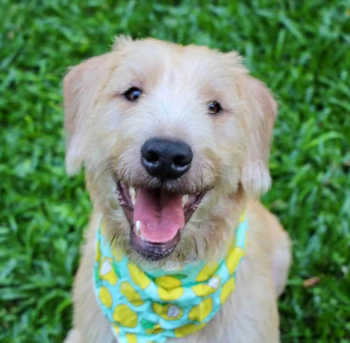 Cachorro ra a  idade 1 ano nome Pipo
