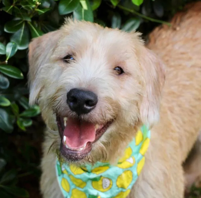 Cachorro ra a  idade 1 ano nome Pipo