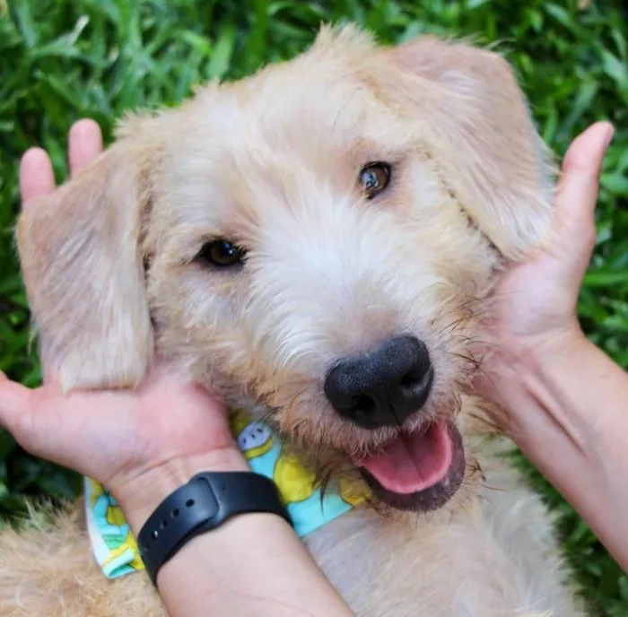 Cachorro ra a  idade 1 ano nome Pipo
