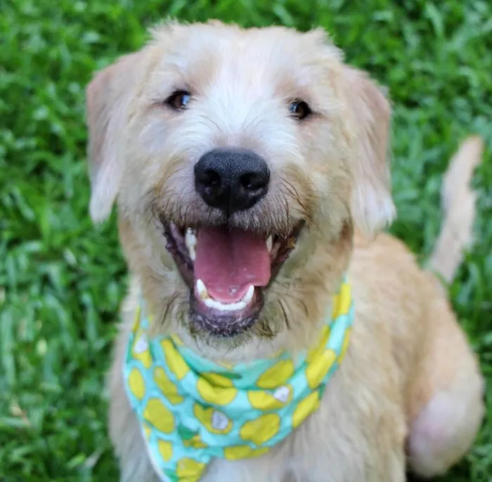 Cachorro ra a  idade 1 ano nome Pipo