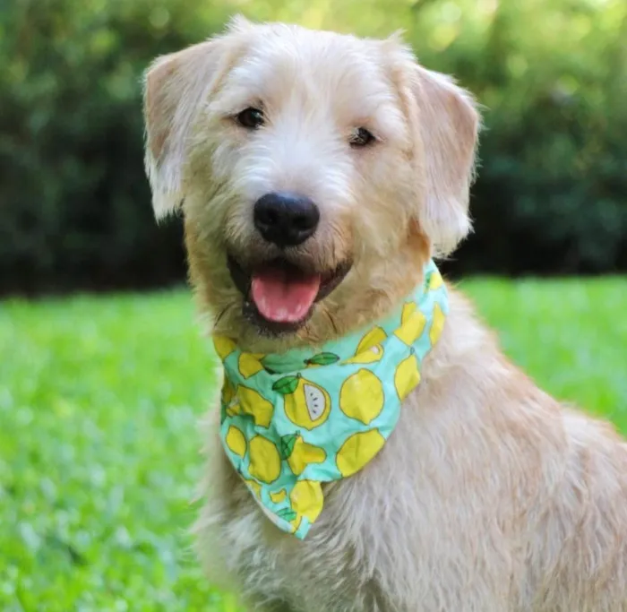 Cachorro ra a  idade 1 ano nome Pipo