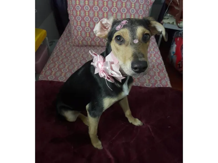 Cachorro ra a SRD-ViraLata idade 7 a 11 meses nome Agatha 