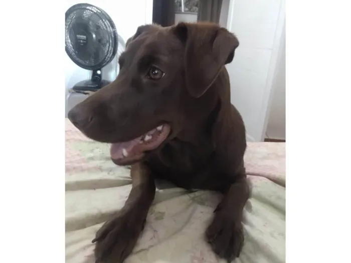 Cachorro ra a SRD-ViraLata idade 1 ano nome Pandora