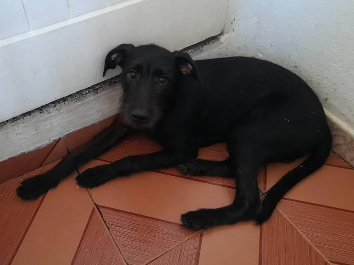 Cachorro ra a Não definida  idade 7 a 11 meses nome Thor 