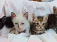 Gatinhos