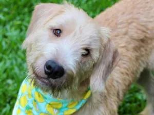 Cachorro raça  idade 1 ano nome Pipo